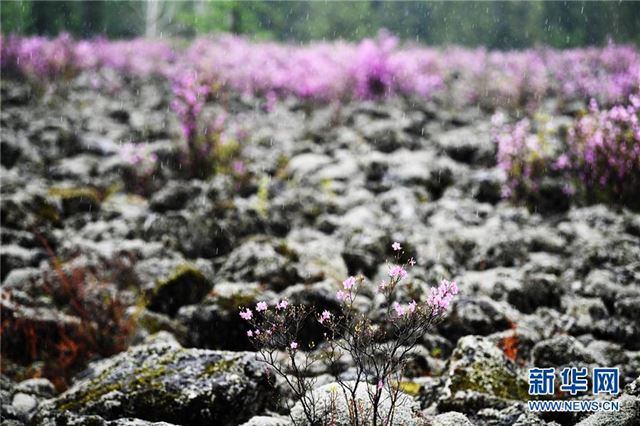 (环境)(5)杜鹃花海迎客来
