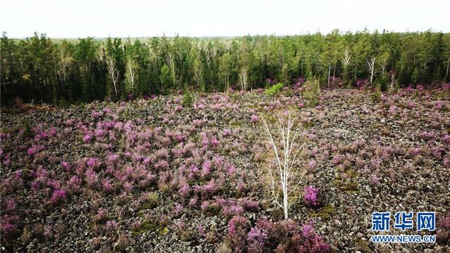 (环境)(7)杜鹃花海迎客来