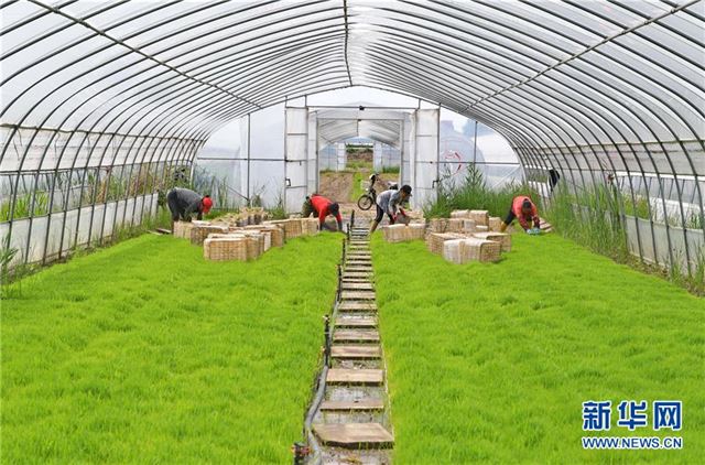 (社会)(3)冀东水稻种植区插秧工作全面展开