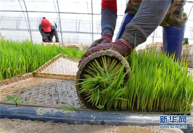 (社会)(4)冀东水稻种植区插秧工作全面展开