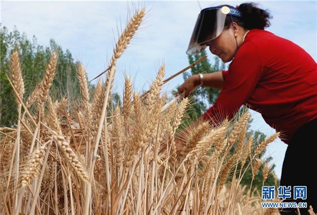 (经济)(3)“中原粮仓”迎来丰收季