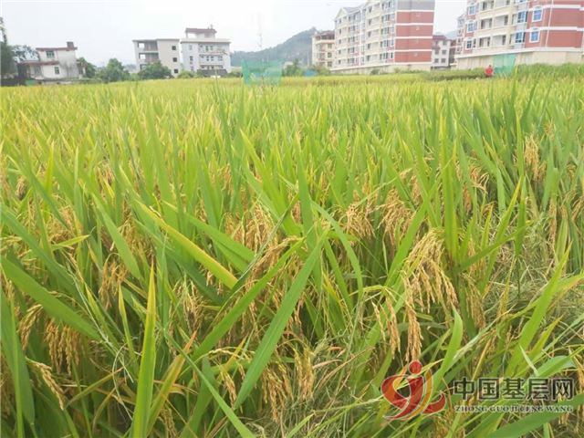 23314853258807610_28.jpg 23314853258807610_28.jpg