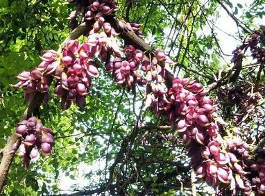 湖北武穴:李新桥到龙门花海同李宏伟畅谈旅游板块恢复元气!