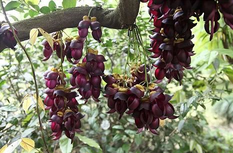 湖北武穴:李新桥到龙门花海同李宏伟畅谈旅游板块恢复元气!