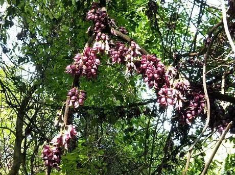 湖北武穴:李新桥到龙门花海同李宏伟畅谈旅游板块恢复元气!