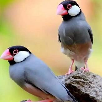 湖北武穴:李新桥到龙门花海同李宏伟畅谈旅游板块恢复元气!