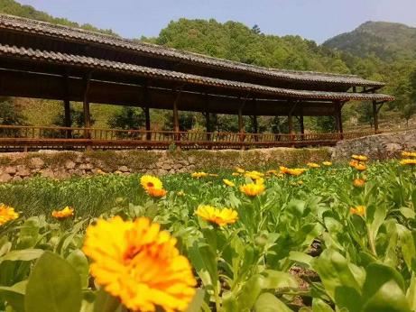 湖北武穴:李新桥到龙门花海同李宏伟畅谈旅游板块恢复元气!