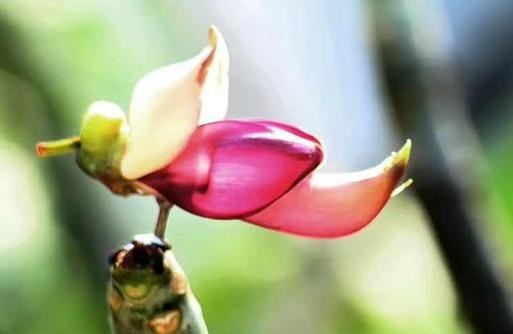 湖北武穴:李新桥到龙门花海同李宏伟畅谈旅游板块恢复元气!