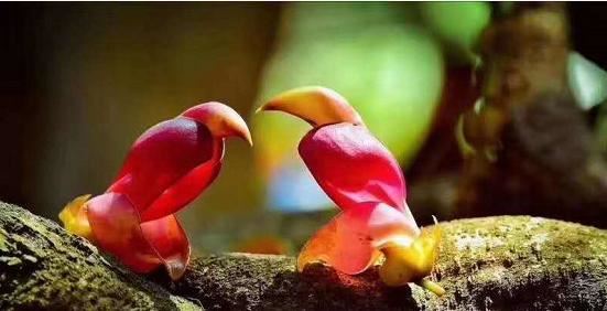 湖北武穴:李新桥到龙门花海同李宏伟畅谈旅游板块恢复元气!