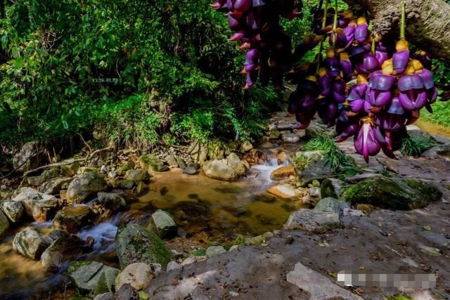 湖北武穴:李新桥到龙门花海同李宏伟畅谈旅游板块恢复元气!