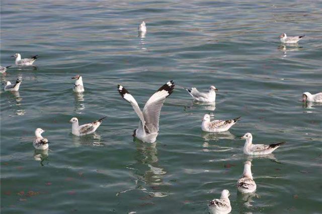 天鹅在水里的一群鸟

描述已自动生成