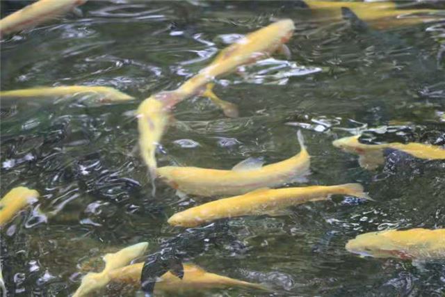 水里游泳

描述已自动生成