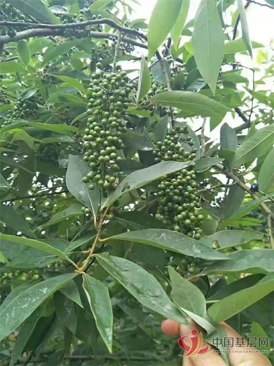 09013207664501966_92.jpg 09013207664501966_92.jpg