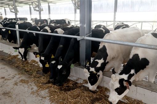 15525880642490572_105.jpg 15525880642490572_105.jpg