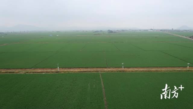 汕尾市可塘镇油粘米基地。 汕尾市可塘镇油粘米基地。