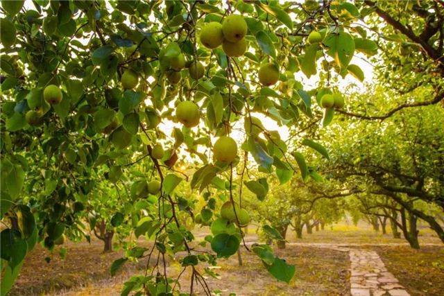 黄金梨2.jpg 黄金梨2.jpg