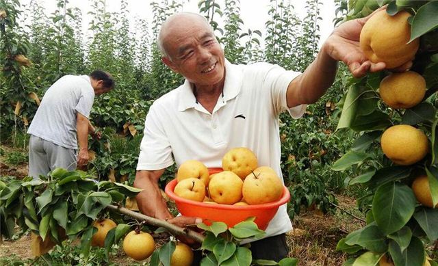 黄金梨6.jpg 黄金梨6.jpg