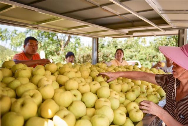 黄金梨3.jpg 黄金梨3.jpg