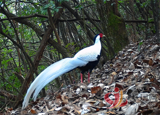 15515246542442368_92.png 15515246542442368_92.png