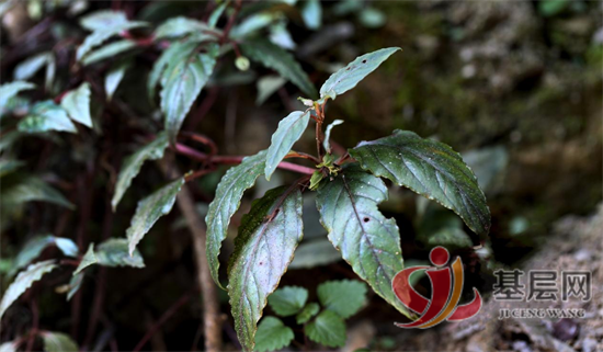 15530316482969489_92.png 15530316482969489_92.png