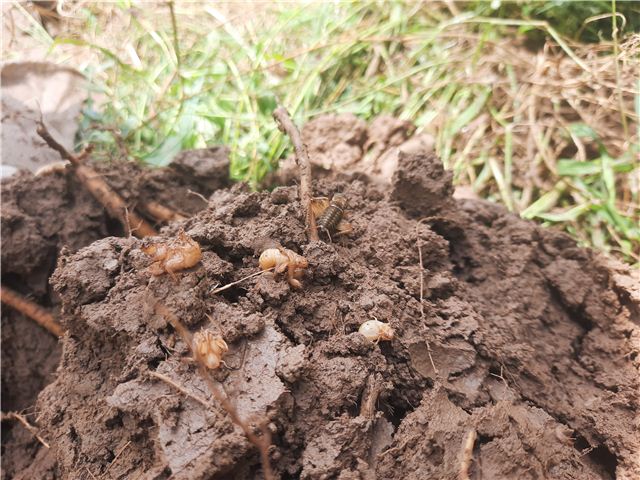 10274335039309309_124.jpg 10274335039309309_124.jpg