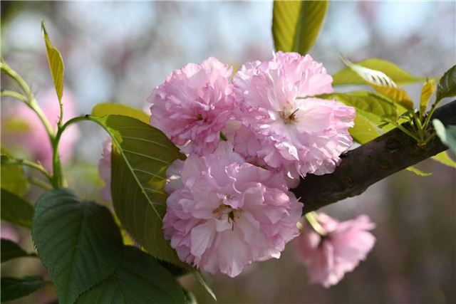 09502778621717106_106.jpg 09502778621717106_106.jpg