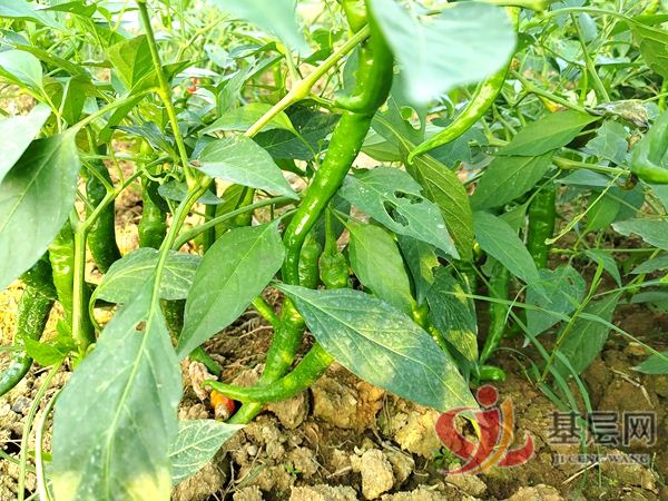 11204853108137830_75.jpg 11204853108137830_75.jpg