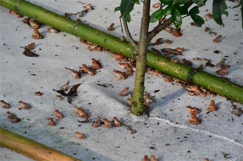 12174585051958760_7.jpg 12174585051958760_7.jpg