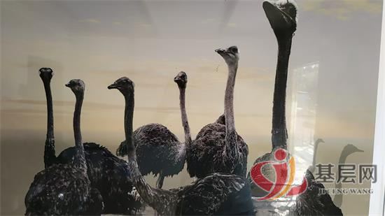 15561806983232500_92.jpg 15561806983232500_92.jpg